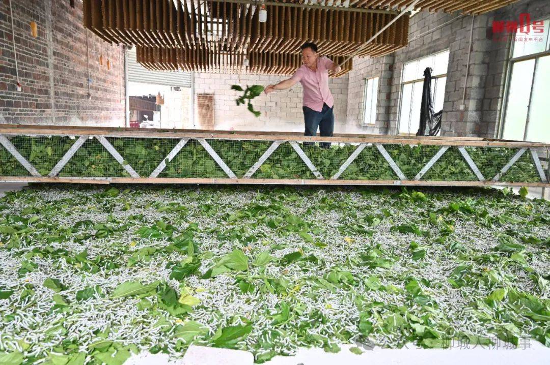 澳门最精准正最精准龙门蚕-精选解释解析落实